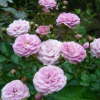 陶花仙苗木花卉 供應(yīng)南陽(yáng)月季 國(guó)月