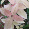 批發(fā)珍珠彩葉桂花苗 五彩桂花 彩葉樹 金桂苗 桂花苗 桂花樹苗