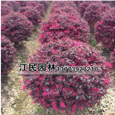 批發(fā)供應(yīng)花卉苗木 紅花繼木球 品種齊全 苗圃發(fā)貨