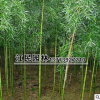 批發(fā)綠化苗供應直徑1-5cm雷竹 耐寒性強 對土要求不嚴