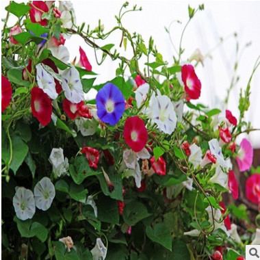 供應(yīng)批發(fā)進(jìn)口草花種子 牽牛花 喇叭花 矮牽牛 混色品種純正