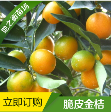 供應(yīng)優(yōu)質(zhì)金桔子苗——脆皮金桔子苗