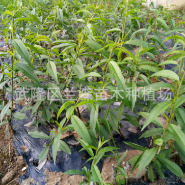 重慶基地優質晚熟脆桃桃子苗木批發