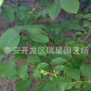 黑龍江占地核桃樹(shù)苗 4公分5公分核桃樹(shù) 4公分 5公分桃樹(shù)