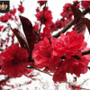 基地供應(yīng)行道綠化庭院觀賞 易成活 龍柱碧桃 紅葉碧桃