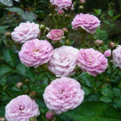 陶花仙苗木花卉 供應(yīng)南陽月季 國月