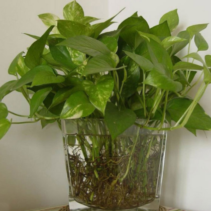 苗木基地低價(jià)供應(yīng)綠色植物花卉 水培綠蘿 辦公室內(nèi)桌面迷你小盆栽