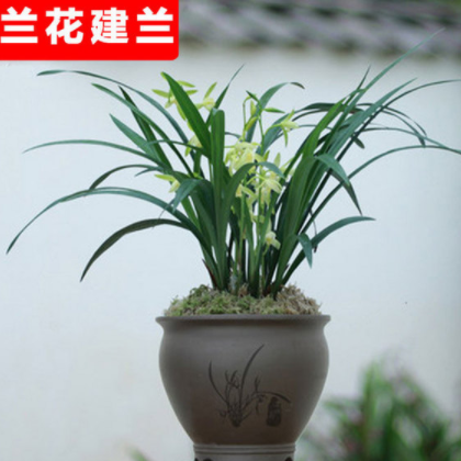 盆栽花卉建蘭花苗 蟬蘭 墨蘭苗 春蘭苗 大花蕙蘭苗 當(dāng)年開花