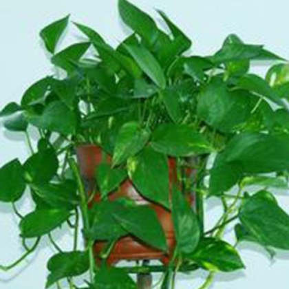 南陽金業(yè)苗木種植專業(yè)合作社種植供應綠蘿