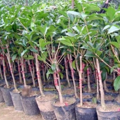 批發(fā)嫁接桂花苗 金桂 八月桂 桂花 芳香迷人當年開花3年苗