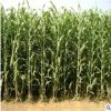 批發(fā)優(yōu)質(zhì)牧草種子 甜高粱 畜禽飼料 多用農(nóng)作物 多品種