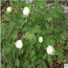現(xiàn)貨批發(fā)優(yōu)質(zhì)高產(chǎn)白芍種子 中藥材芍藥芽 量大從優(yōu)