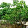 麻風樹種子價格 發(fā)芽率高 保質(zhì)保量 林木種子 品種齊全 麻瘋樹