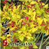 供應園林工程苗木 金葉錦帶苗批發 紅王子錦帶 規格齊全價格從優