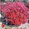 批發紅葉石楠球 精品紅葉石楠 基地直銷工程綠化苗木 規格齊全