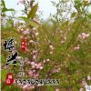 基地直銷各種小樹苗 綠化工程苗木供應行道樹 易成活高桿櫻花樹苗