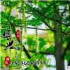基地直銷供應(yīng)各種樹苗 優(yōu)質(zhì)楓楊樹苗 速生行道樹 規(guī)格齊全楓楊
