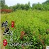 大量供應(yīng)紅王子錦帶苗 金葉錦帶 園林綠化用苗批發(fā) 量大從優(yōu)