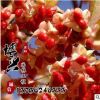 低價(jià)出售絲棉木樹苗 基地供應(yīng)園林工程苗木批發(fā) 風(fēng)景樹速生易成活