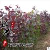 大量供應(yīng)各種規(guī)格小樹苗 優(yōu)質(zhì)紅葉楊工程苗木批發(fā) 質(zhì)量上乘價(jià)格優(yōu)