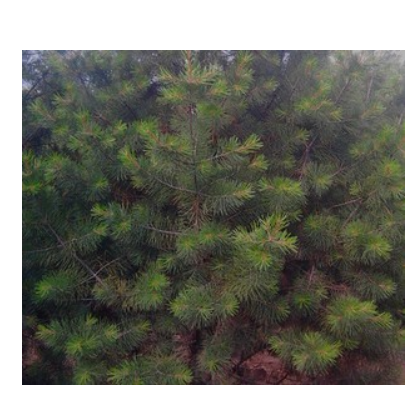 供應(yīng)1米華山松苗木綠化苗木