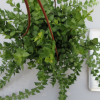 百萬心吊蘭盆栽 愛之曼陽臺(tái)吊掛植物紐扣玉 串錢藤金錢蠟花印