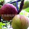 苗鋪直銷嫁接無(wú)花果樹苗 根系發(fā)達(dá)帶果發(fā)貨 包成活 品種齊全