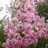 批發(fā)正宗速生美國(guó)紫薇紅火箭 百日紅樹苗 觀花喬木規(guī)格全基地直銷