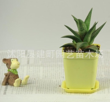 批發(fā)室內(nèi)花卉 仙人多肉 仿輻射 琉璃殿 桌面辦公陽臺盆栽