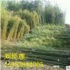 *山東淡竹 早園竹 3米4米高規格 地徑1.5公分以上價格 青竹苗