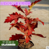 供應(yīng)進口北美紅櫟種子 歐洲火焰紅櫟種子 質(zhì)量保證