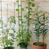左林苗木|植物固定爬藤架子 鐵環(huán)花支架藤本支架攀爬植物專用花架