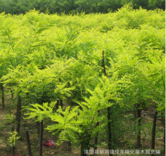 批發(fā)優(yōu)質(zhì)金枝槐 黃金槐樹(shù)苗 工程苗木 嫁接黃金槐 基地供應(yīng)