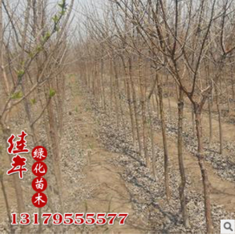 批發(fā)優(yōu)質(zhì)流蘇小苗 精品 嫁接流蘇 小苗批發(fā) 規(guī)格齊全