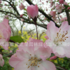庭院嫁接風(fēng)景樹垂絲海棠樹苗批發(fā) 裝飾盆景垂絲海棠花苗