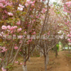 日本櫻花樹苗批發(fā)造型盆景庭院觀花植物重瓣櫻花苗 規(guī)格齊全