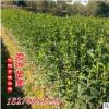 低價批發1米 1.5米 2米高 丹桂苗（狀元紅）