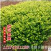 大量批發供應綠化工程苗 金森女貞 小葉女貞 金葉女貞 各種規格