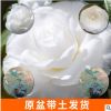 廠家供應白玉丹 赤丹茶花 山茶苗原生盆栽帶原土發貨