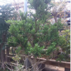 黃楊樹(shù) 小葉黃楊樹(shù) 樹(shù)樁盆景 高檔盆栽批發(fā) 別墅花園 庭院綠化