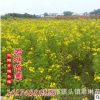 大量銷售 黃花槐 綠化苗木 園林綠化 觀花樹