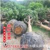 基地直銷君琳苗圃 農(nóng)戶價(jià)八月桂花 精品桂花樹