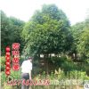 君琳苗圃 大量供應(yīng)桂花樹 桂花苗 精品桂花 桂花價(jià)格