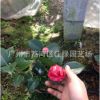 批發(fā) 盆栽山茶花樹苗 茶花苗紅檳榔茶花