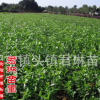 廠家直銷梔子花盆栽 室內(nèi)植物花卉盆栽 小葉梔子花樹
