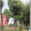 供應(yīng)行道 喬木 香樟 移栽骨架香樟