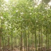 香樟樹苗綠化苗木樟樹木樟烏樟香樟批發 樹苗四季常青行道