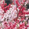 日本櫻花 早櫻 紅 綠櫻花 樹苗規格2-10公分 苗圃直銷 量大優惠