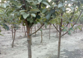 紅肉蘋果樹苗 3公分柱狀蘋果苗 柱狀蘋果苗貨源充足 包運(yùn)輸