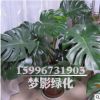 龜背竹辦公室綠化植物 龜背竹盆栽 室內盆栽花卉大龜背竹觀葉植物